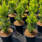 Tis prostredný (Taxus Media) ‘DENSIFORMIS’ - výška  20-30 cm, kont. C2L